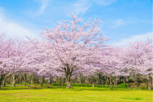 青葉の森公園の桜の写真