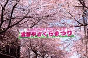 桜まつりの写真