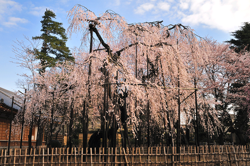 真間山弘法寺の桜の写真
